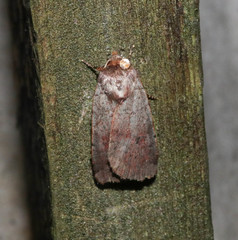 Protolampra sobrina