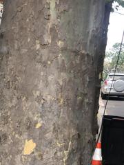 Platanus occidentalis