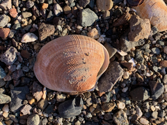 Ruditapes philippinarum