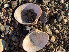 Ruditapes philippinarum