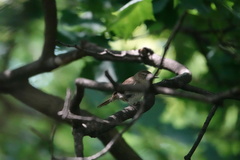Troglodytes aedon