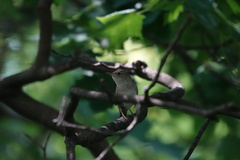 Troglodytes aedon
