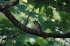 Troglodytes aedon