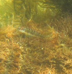 Omobranchus germaini