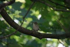 Troglodytes aedon