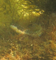 Omobranchus germaini