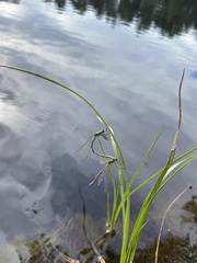 Lestes sponsa
