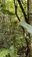 Heliconia librata
