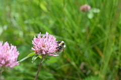 Bombus mesomelas