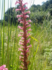 Satyrium macrophyllum
