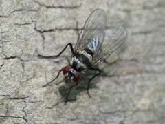 Limnophora obsignata