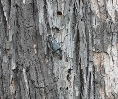 Sitta carolinensis
