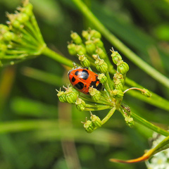 Hippodamia oregonensis