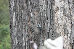 Sitta carolinensis