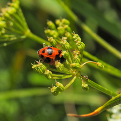 Hippodamia oregonensis