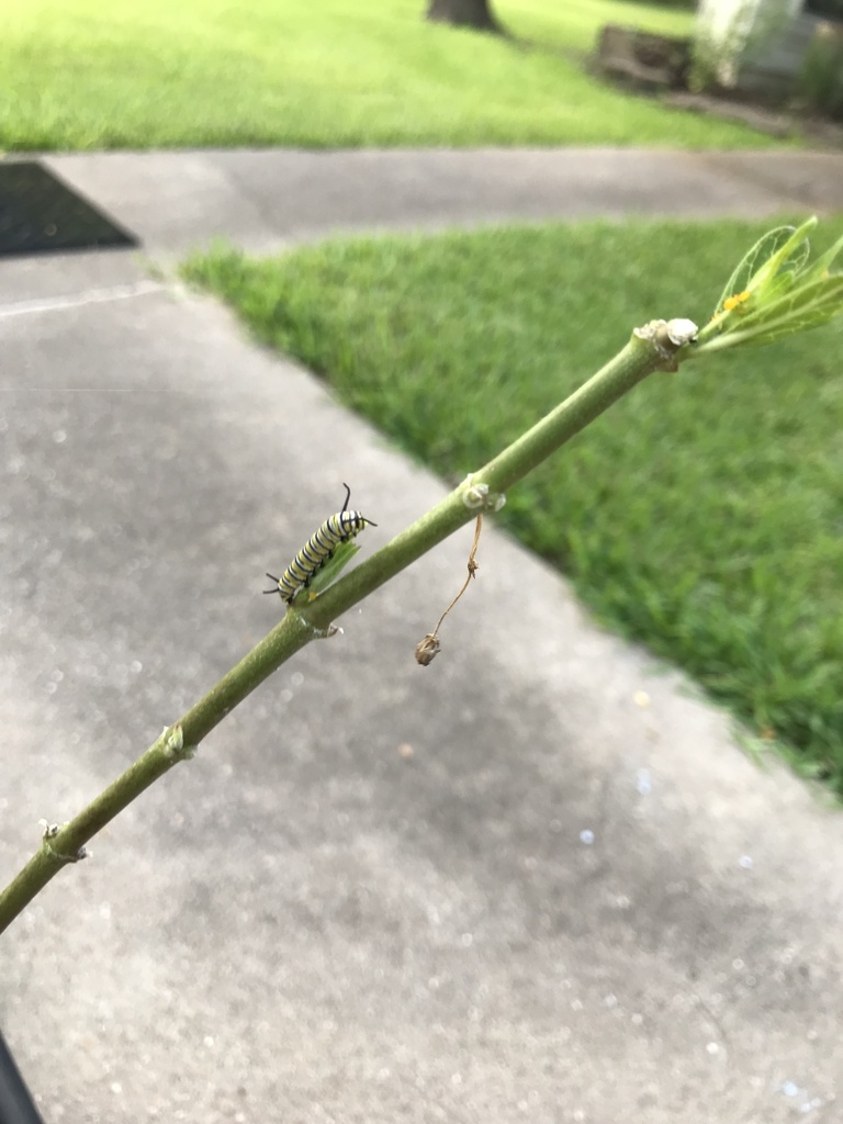 Monarch from McGregor Park Rd, Temple, TX, US on August 8, 2021 at 05: ...