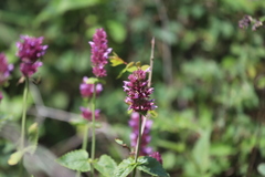 Agastache pallidiflora