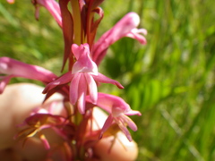 Satyrium macrophyllum
