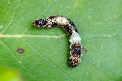 Falcaria lacertinaria