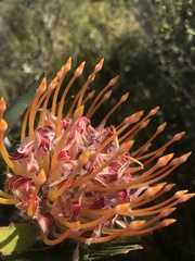 Leucospermum glabrum