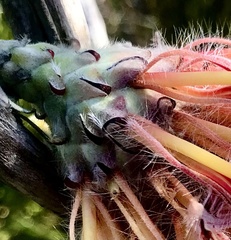Leucospermum glabrum