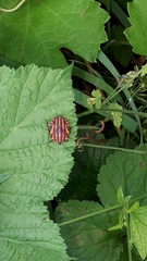 Graphosoma italicum italicum