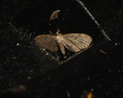 Eupithecia tenuiata