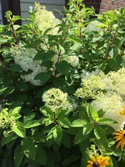 Hydrangea paniculata