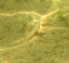 Omobranchus germaini