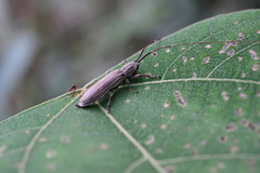 Pothyne rugifrons