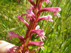 Satyrium macrophyllum