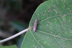 Pothyne rugifrons