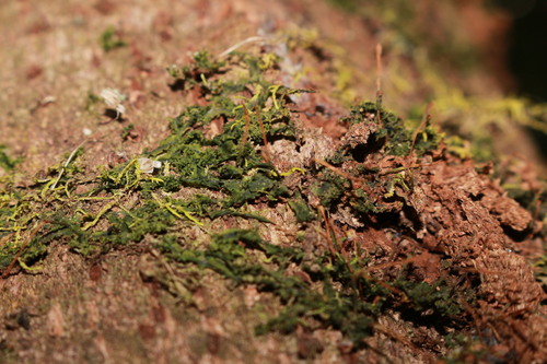 Dendroceros subplanus