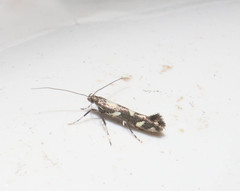 Calybites phasianipennella
