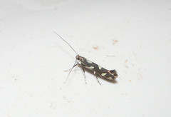 Calybites phasianipennella