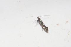 Calybites phasianipennella