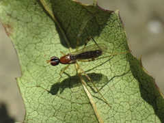 Neria octoannulata