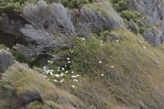 Calystegia tuguriorum