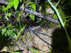 Python bivittatus