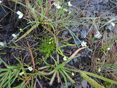 Media resource of Sagina nodosa