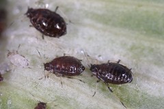 Brachycaudus tragopogonis