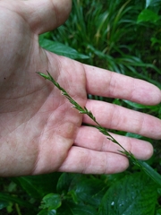 Diarrhena obovata