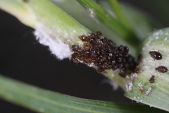 Brachycaudus tragopogonis