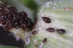 Brachycaudus tragopogonis