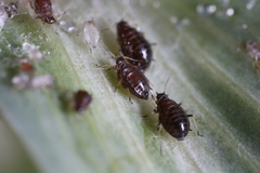 Brachycaudus tragopogonis