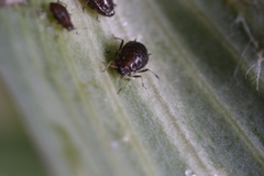 Brachycaudus tragopogonis