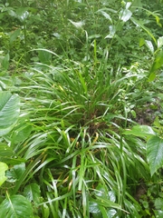 Diarrhena obovata