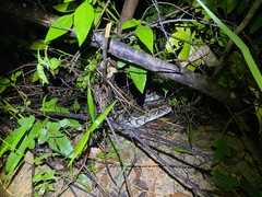 Python bivittatus