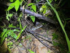 Python bivittatus