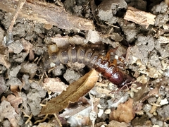 Platydracus maculosus